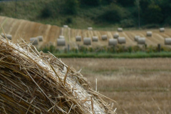 Sheep and Trees